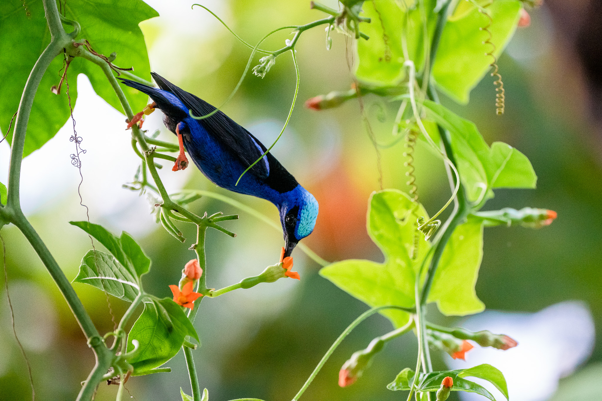 blauwe suikervogel (ruben huis in 't veld)